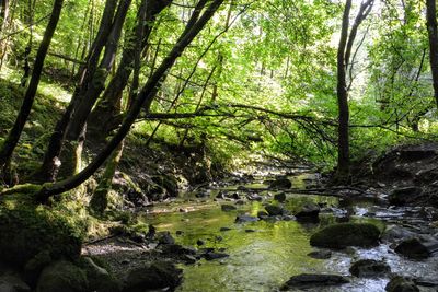 Scenic view of stream amidst trees in forest