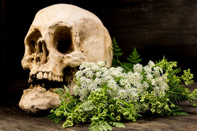 Close-up of human skull against black background