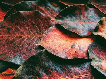 Detail shot of autumnal leaves