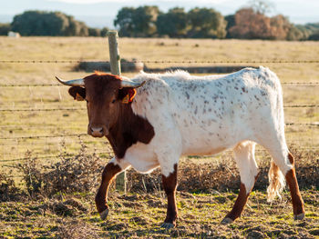 Cow standing in a field