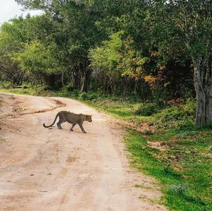 View of cat on road amidst trees