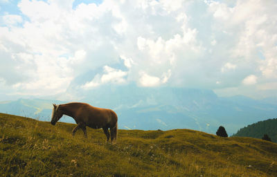 Horse on field against sky