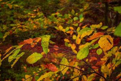 Close-up of yellow maple leaves on tree