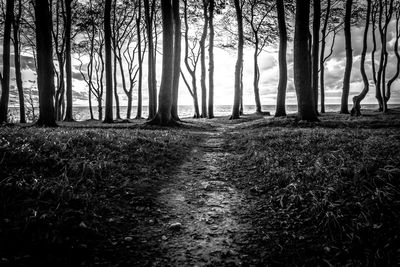 Trees growing in forest