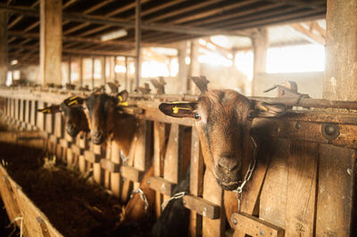 Brown goat watching the camera in stable with some other goats in the background