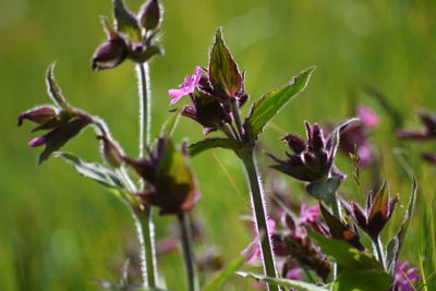 Close-up of flowers