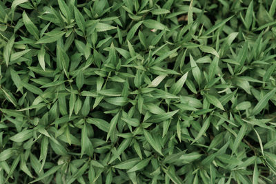 Full frame shot of fresh green plants