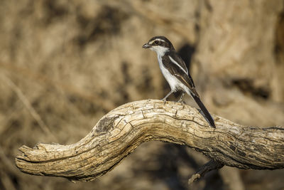 Close-up of bird perching on branch