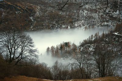 Trees in forest during foggy weather