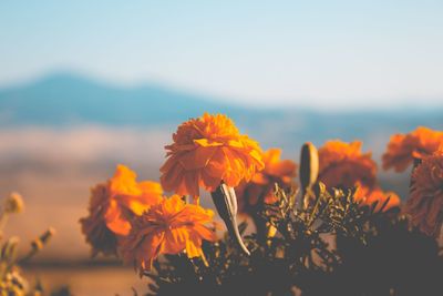 Close-up of orange flowering plant against sky