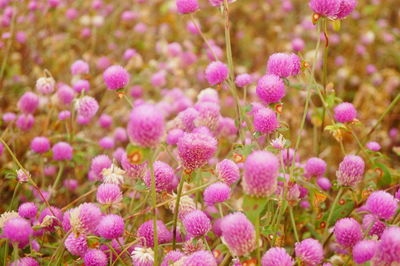 Close-up of pink flowers on field