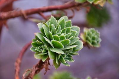 Close-up of succulent plant