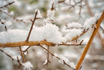Close-up of frozen plant