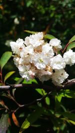 Close-up of white flowers