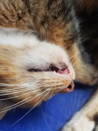 Close-up of cat
