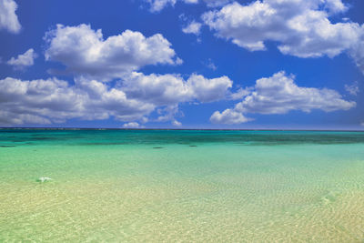 Beautiful coral reef sea in okinawa