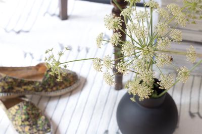 Close-up of potted plant on table