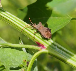 Side view of a winged insect on stem