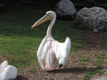 Close-up of white bird on grass