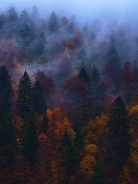 Trees in forest during autumn