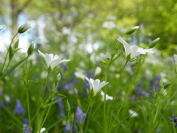 Close-up of flowers blooming outdoors