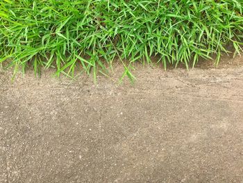High angle view of plants growing on field