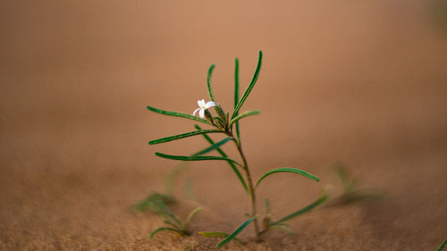 Close-up of plant growing on land