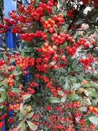 Close-up of red berries on plant