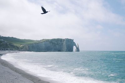 Bird flying over sea against sky