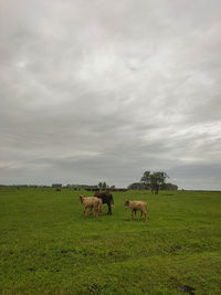 Horses grazing in field