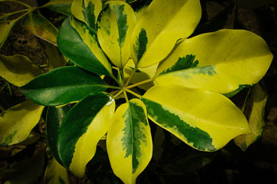 High angle view of yellow flowering plant