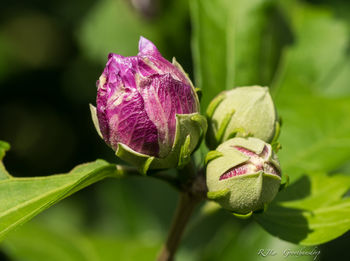 Close-up of purple flower blooming outdoors