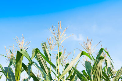 Low angle view of plants growing on field against sky