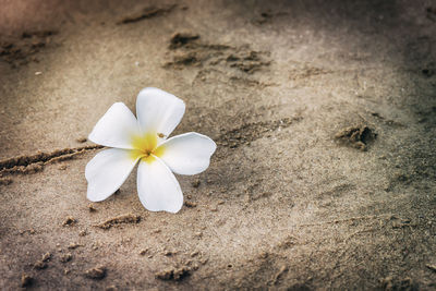 High angle view of white flowering plant on land