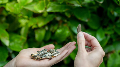 Close-up of hand holding plant