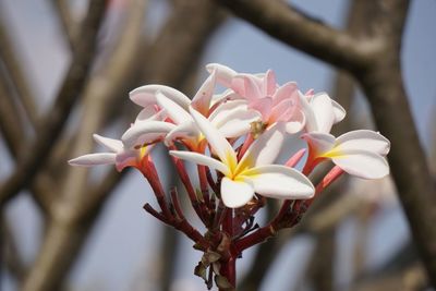 Close-up of white flowering plant