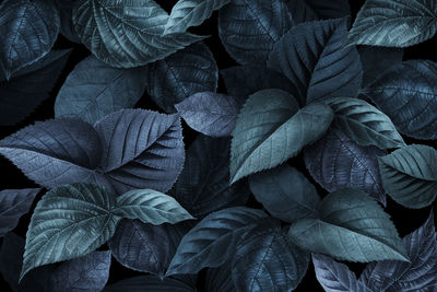 Close up nature view of green and blue leaf. dark tropical nature concept