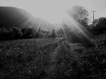 Sun shining through trees