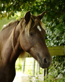 Close-up of horse standing against trees