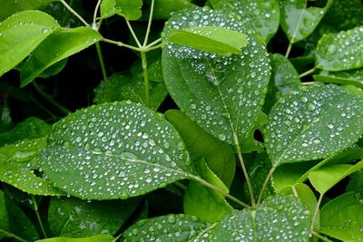 Close-up of water drops on leaf