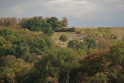 Scenic view of forest against sky