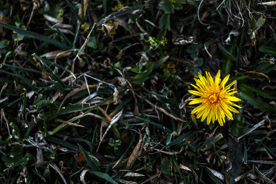 Close-up of yellow flowering plant on field