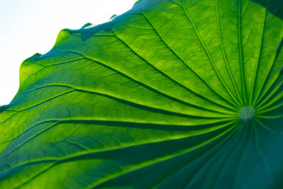 Close-up of green leaf