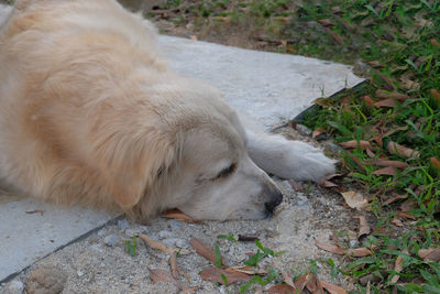 High angle view of dog resting on field