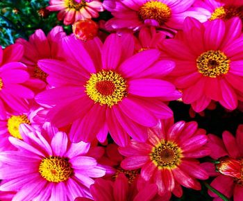 Close-up of pink daisy flowers