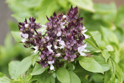 Close-up of purple flowering plant