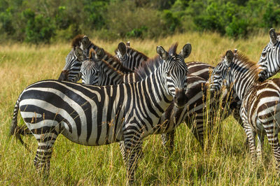 View of zebra standing on grass