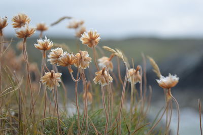 Close-up of plant growing on field