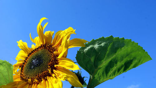 Low angle view of sunflower blooming against sky