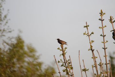 Low angle view of bird perching on plant against sky